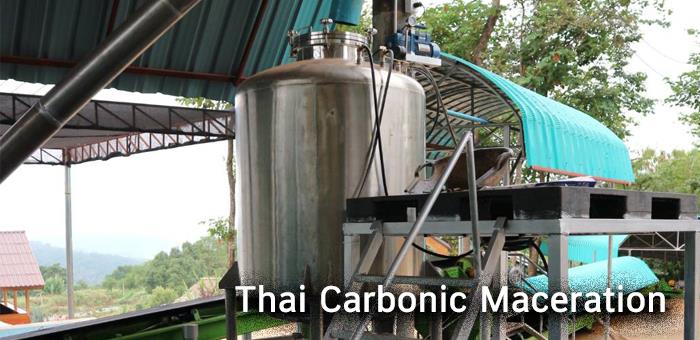  กระบวนการแปรรูปกาแฟแบบ Thai Carbonic Maceration