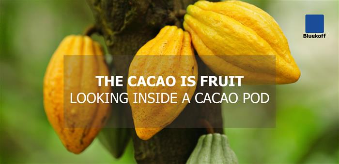 The Cacao is fruit