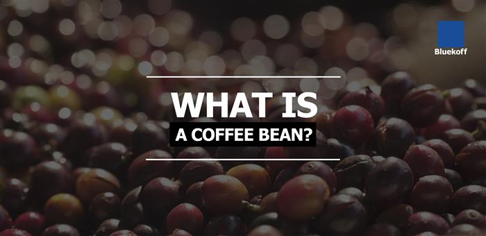 What is a Coffee Bean?