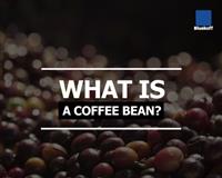 What is a Coffee Bean?