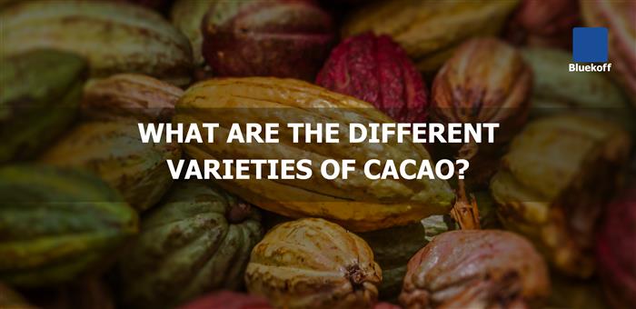 What are the different varieties of cacao?