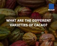 What are the different varieties of cacao?