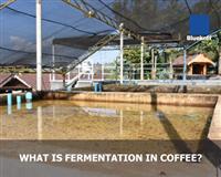 What Is Fermentation in Coffee?