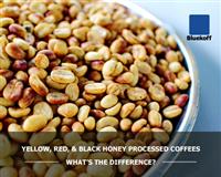 ความแตกต่างระหว่าง Yellow, Red, & Black Honey Processed Coffees