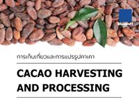 Cacao Harvesting & Processing : การเก็บเกี่ยวและการแปรรูปคาเคา