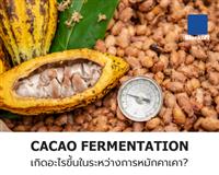 Cacao Fermentation เกิดอะไรขึ้นในระหว่างการหมักคาเคา?