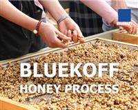 Bluekoff Honey Process