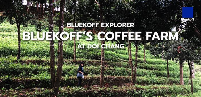 Bluekoff Explorer Bluekoff’s Coffee Farm at Doi Chang